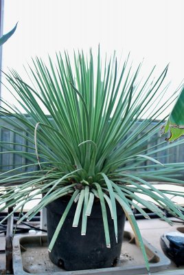 Agave striata - agáve
